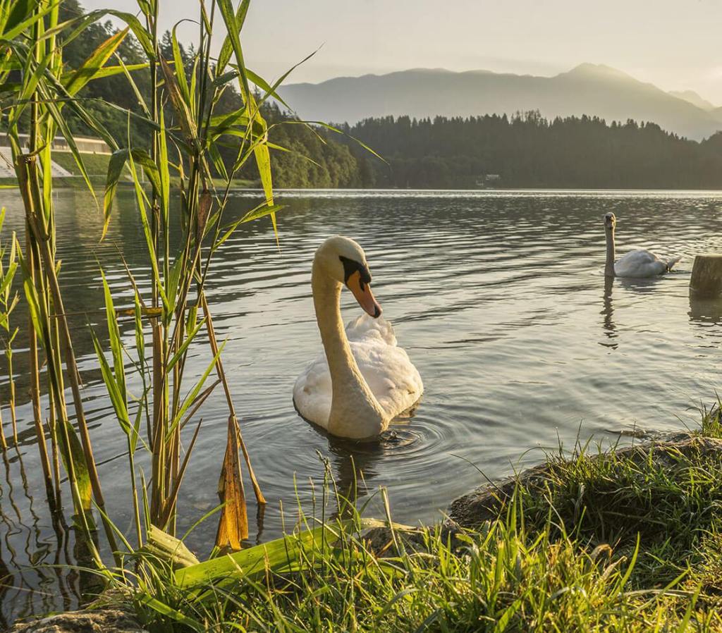 Haikus to My&nbsp;Mother